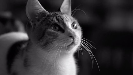 PURINA CAT CHOW Trailer